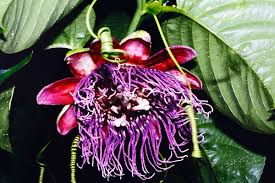 Image result for Passiflora quadrangularis