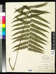 Image result for Amauropelta bergiana