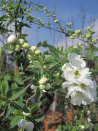 Image result for Exochorda