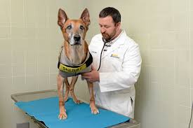 Enlarged prostate in dogs, also known as prostatomegaly, is a condition that can affect any male, though it is more common in dogs that haven't been neutered and dogs over the age of eight. Uc Davis Vet Treating Prostate Cancer In Dogs Daily Democrat