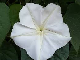 Image result for Ipomoea alba