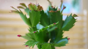 Green Leaves And Pink Flower Buds Stock Footage Video 100 Royalty Free 11607368 Shutterstock