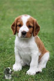 Fantastic Spaniel Puppies Info Is Readily Available On Our Website Have A Look And You Wont Be Sorry You Did Sevimli Kopek Yavrulari Yavru Kopek Kopek