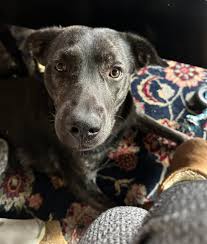 Flower will be at adoption day today 210 Route 206 in Hillsborough NJ 12 to  3. Sweet Flower is still waiting for her forever home. Adoption day with  all the noise, people
