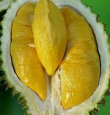 Durian musang king atau di negara asalnya dikenal dengan sebutan mao shan wang yang artinya raja kucing. Durian Musang King Jual Bibit Durian Unggul