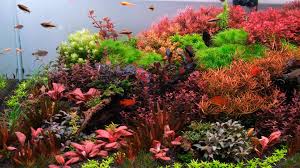 Image result for Xyris obscura