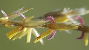 Image result for Sorghastrum stipoides
