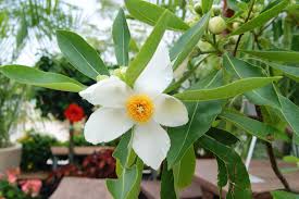 Image result for Limosella grandiflora