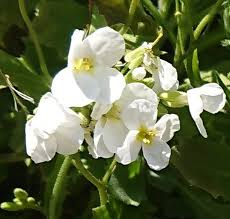 Image result for Arabis