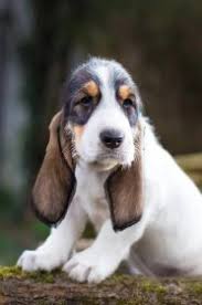 Image result for velký vendéeský hrubosrstý honič