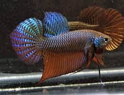 Expert facts, care advice, feeding tips and breeding information about the emerald betta (betta smaragdina) for freshwater aquarium enthusiasts. Betta Smaragdina Guitar Blue Green Pre Order