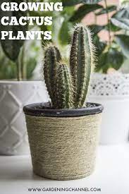 Cactus plants are native to the americas, especially mexico, southern argentina, and bolivia. How To Grow Cactus Plants Gardening Channel Plants Cactus Plants How To Grow Cactus