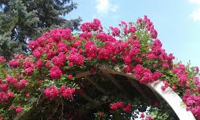 1,994 likes · 53 talking about this · 187 were here. Beautiful Walking Place In Central Park Schenectady Ny Review Of Central Park Rose Garden Schenectady Ny Tripadvisor