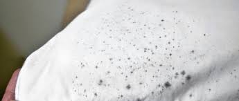 Sobald der teppich ausreichend abgetrocknet ist und der fleck getilgt wurde, solltest du den gesamten bereich mit wasser abspülen und mit einem frischen tuch oder papiertüchern abtupfen. Stockflecken Wie Sie Stockflecken Von Kleidung Und Mobeln Entfernen