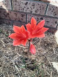 Image result for Cyrtanthus