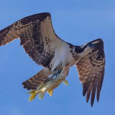 Argentina Casting Guadalupe - Fake Casting Turns Real Sex