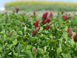 Demonstrationsnetzwerk Zu Klee Und Luzerne Gestartet Landesbetrieb Landwirtschaft Hessen