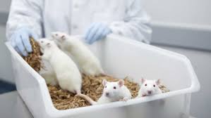 Vote and share your views. Is Animal Testing Necessary Netivist