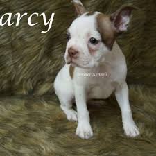 Jul 28, 2021 · the boston terrier has a coat that is fine in texture, short, glossy, and smooth. White Boston Terrier Puppies For Sale Pets Lovers