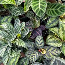 If you give them the optimal conditions, they will be your best. Houseplant Calathea Lacoste Garden Centre Webshop Winnipeg
