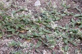 Image result for Gomphrena celosioides