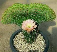 You must also watch for any signs that the stem or leaves of the are you planning to grow a cactus? How Often To Water Cactus Indoors Flowersandflowerthings Cactus Plants Planting Succulents Plants