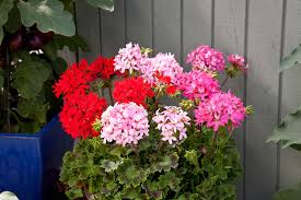 Image result for Pelargonium