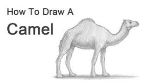 Easy step by step tutorial on how to draw an arabic camel, pause the video at every step to follow the steps carefully. How To Draw A Camel