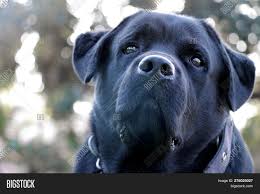 Black Labrador Dog Image Photo Free Trial Bigstock Contact lebra dog on messenger. black labrador dog image photo free