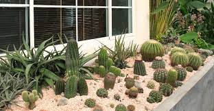 Magical, meaningful items you can't find anywhere else. How To Grow Cacti Outdoors My Garden Life