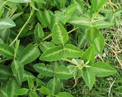 Image result for Desmodium subsecundum