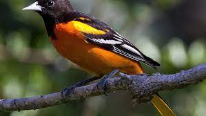 I love photographing birds on cloudy days when there are fewer shadows to detract from the bird. Baltimore Oriole