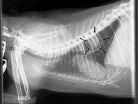 Secondary (metastatic) lung cancer is the most common type of cancer to affect cats. An Update On Diagnosing And Treating Primary Lung Tumors