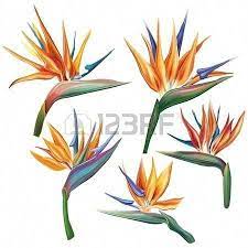 Strelitzia Reginae Bird Of Paradise Flower Exoticflowers Flower Drawing Flower Art Birds Of Paradise Flower