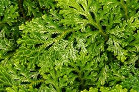 Image result for Selaginella molliceps