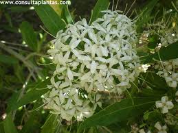 Image result for Pavetta sp. A