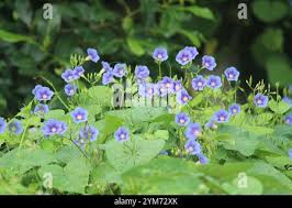 Image result for Ipomoea parasitica