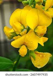 Image result for Crotalaria onobrychis