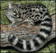Are your genette ancestors on wikitree yet? Genette Commune By Frenchtechnokitten On Deviantart