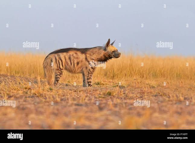 India, Gujarat state, Blackbuck national park, Striped hyena (Hyaena hyaena Stock Photo - Alamy