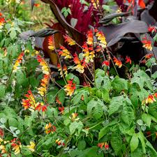 Image result for Lobelia lobata