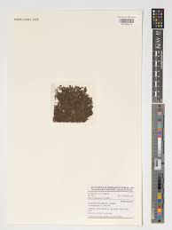 Image result for Inversodicraea