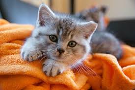 They are seen by many as being aloof, selfish and even of course, this situation changes when you have a cat that does not have access to the outside. Why Does My Cat Follow Me Around All The Time