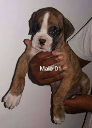 Maybe you would like to learn more about one of these? Kasl Registered Boxer Haus Of Red Thunder Kennel Facebook