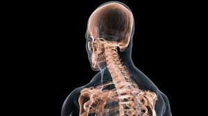 The part on the back of your skull, above the neck is called as occiput. Bbc Earth Why We Have A Spine When Over 90 Of Animals Don T