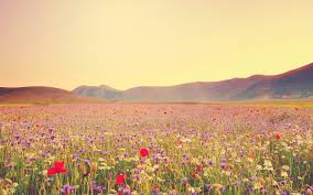 Best 30 Wildflowers Background On Hipwallpaper Spring Wildflowers Wallpaper Wildflowers Wallpaper And Texas Wildflowers Wallpaper Wildflowers field, pictures of fields with wildflowers, wildflowers, field of wild flowers, field of wildflowers. spring wildflowers wallpaper