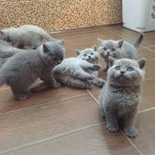 Hallo und willkommen bei this week on cartoon, wo wir katzen, katzen und noch mehr katzen sehen werden! Click The Photo For More Adorable And Cute Cat Videos And Photos Cutecats Cats Kittens Catvideos Cats Cute Cats And Kittens Cute Cats