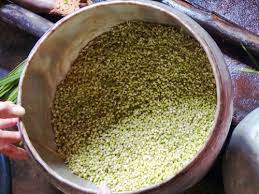 Image result for RAU MẦM CẢI XANH