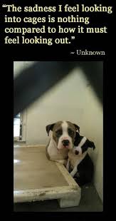 This Is Why I Cannot Go To Shelters It Kills Me To See Those Faces Peering Out At Me And To Know That I Cannot Take Everyone H Dog Love Shelter