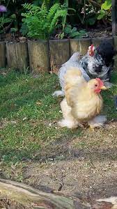 So i went out to investigate this morning, and lo and behold, the sound was coming from our chicken coop! 6 Weeks Old Pekin Bantams Discover Life Outside Of Their Coop Chickens Backyard Bantam Chickens Beautiful Chickens